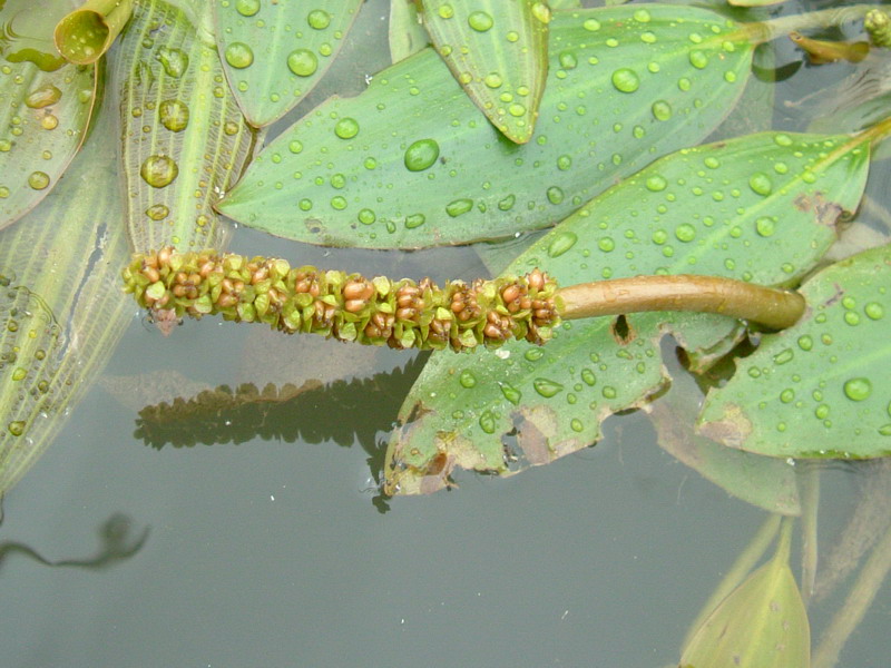 Pianta acquatica - Potamogeton cfr. natans